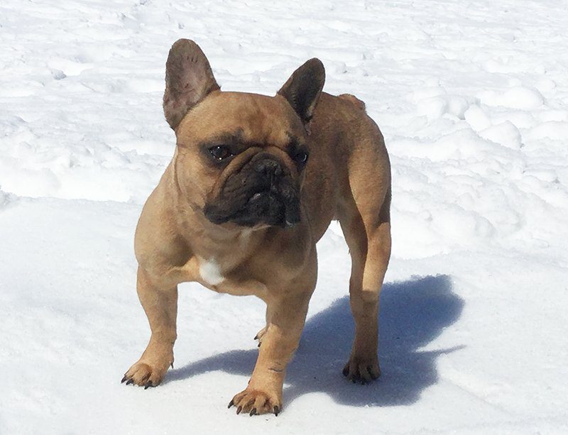 Duke