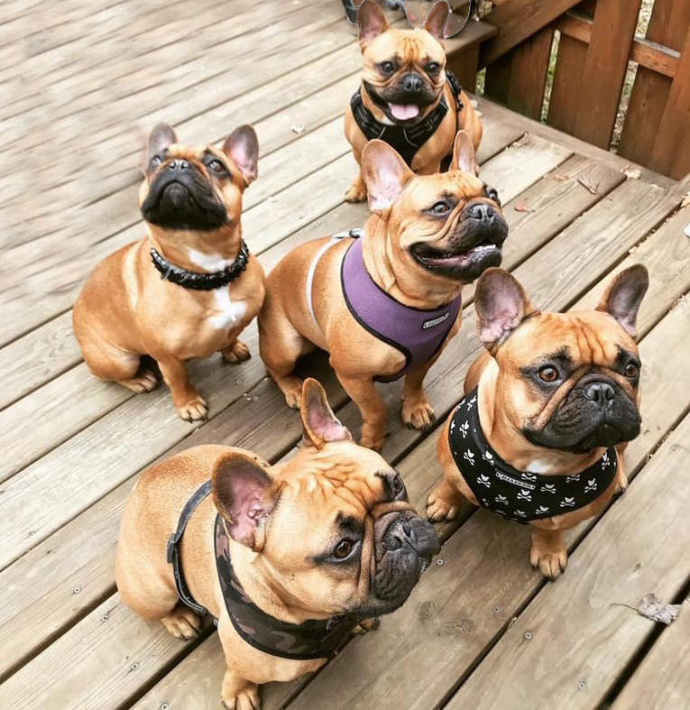 Home - East Coast French Bulldogs