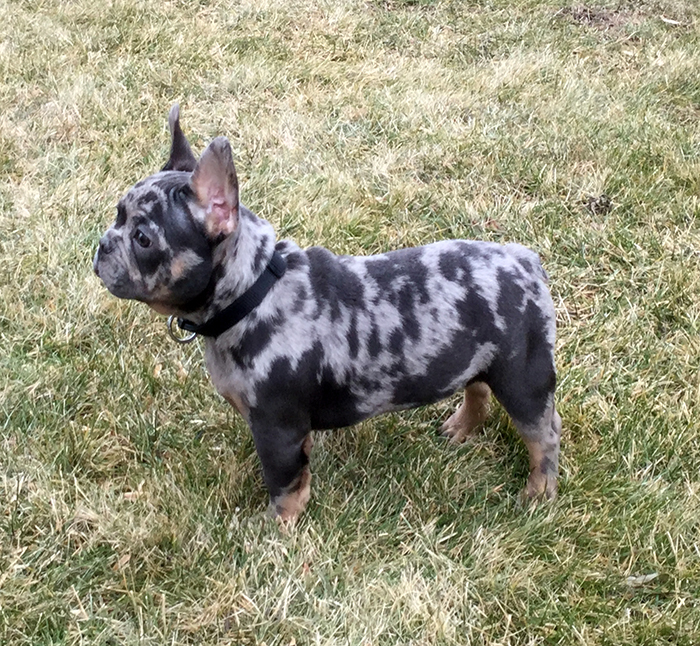 Oscar