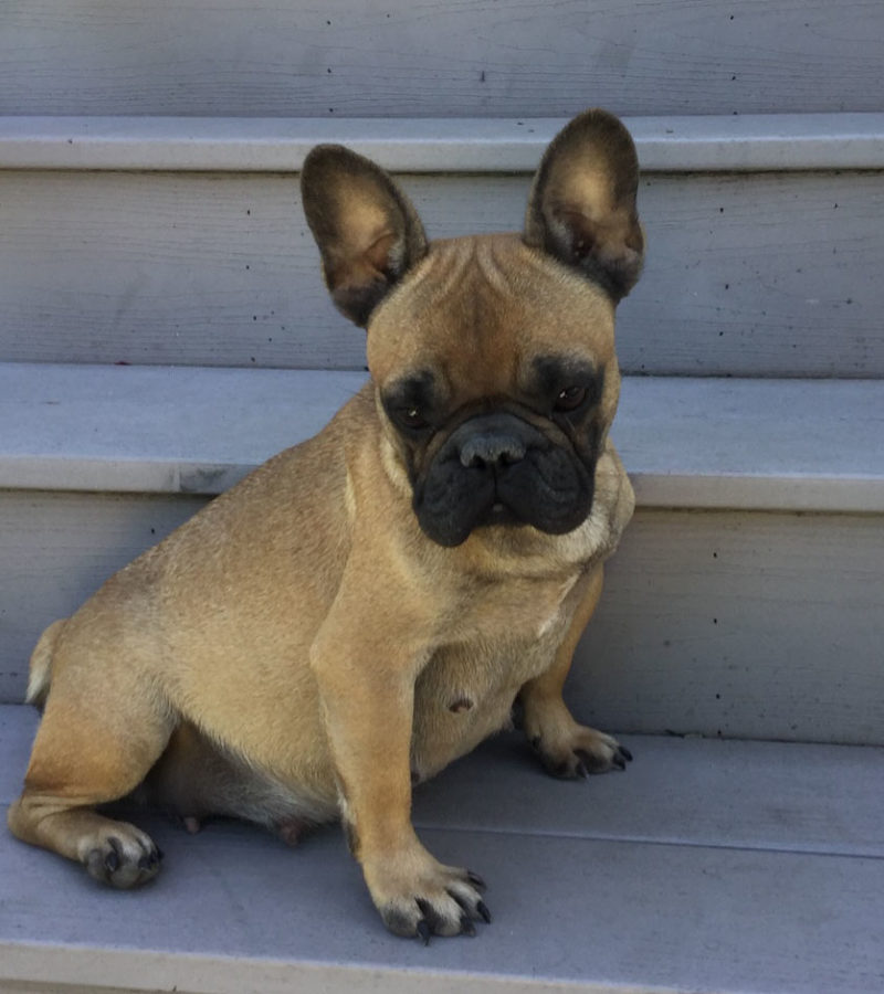 Retired Adults - East Coast French Bulldogs