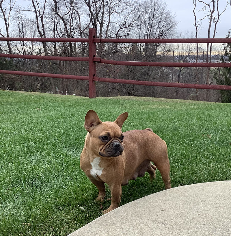 Daisy
