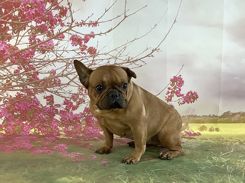 Dakota